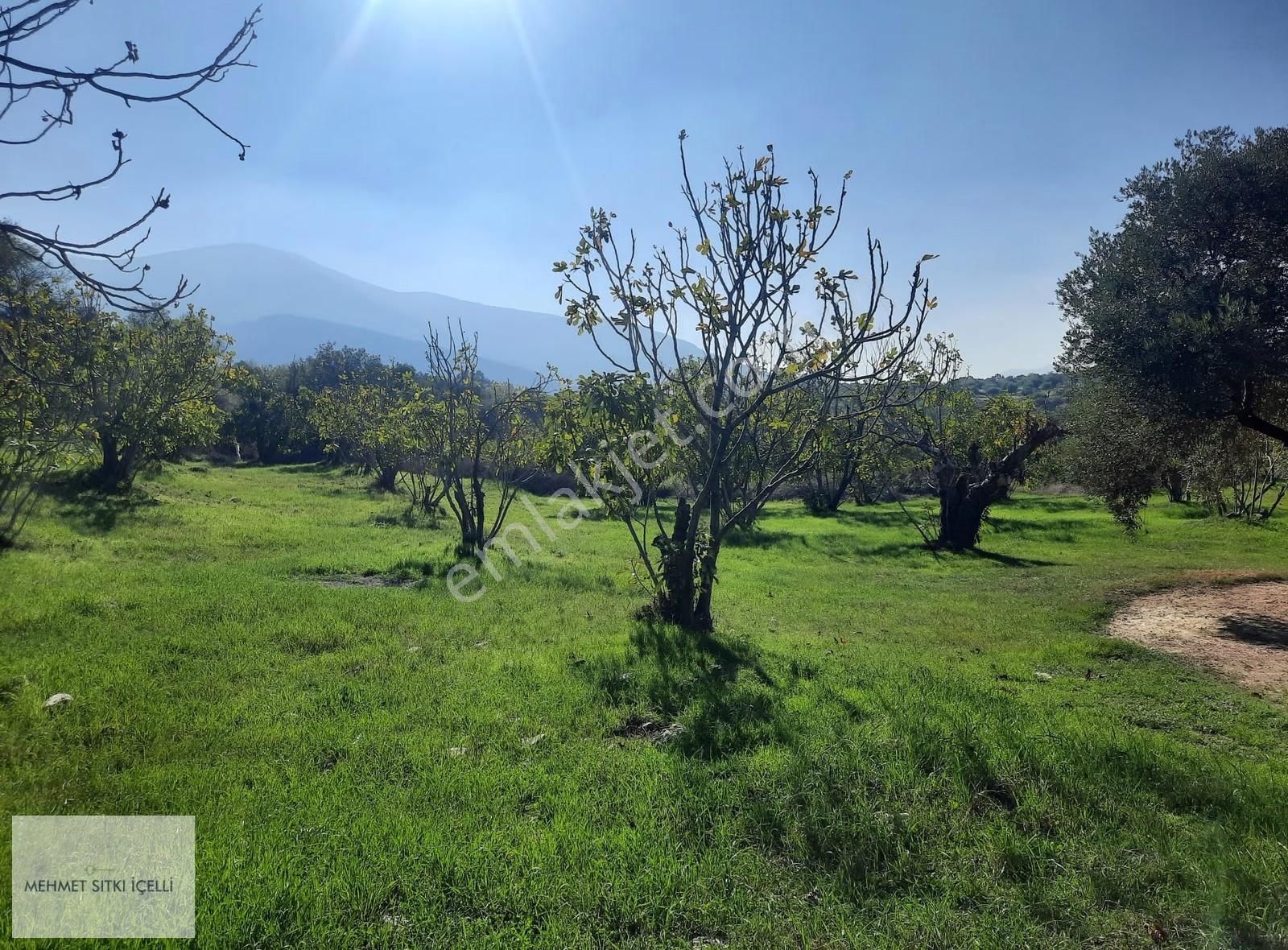 Güneş Gayrimenkul'den Akçaşehir'de İncir Ve Zeytin Bahçesi - Görsel 21