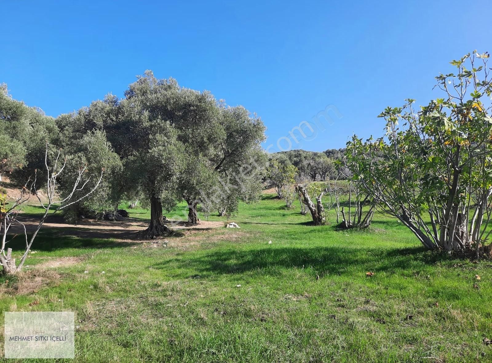 Güneş Gayrimenkul'den Akçaşehir'de İncir Ve Zeytin Bahçesi - Görsel 6