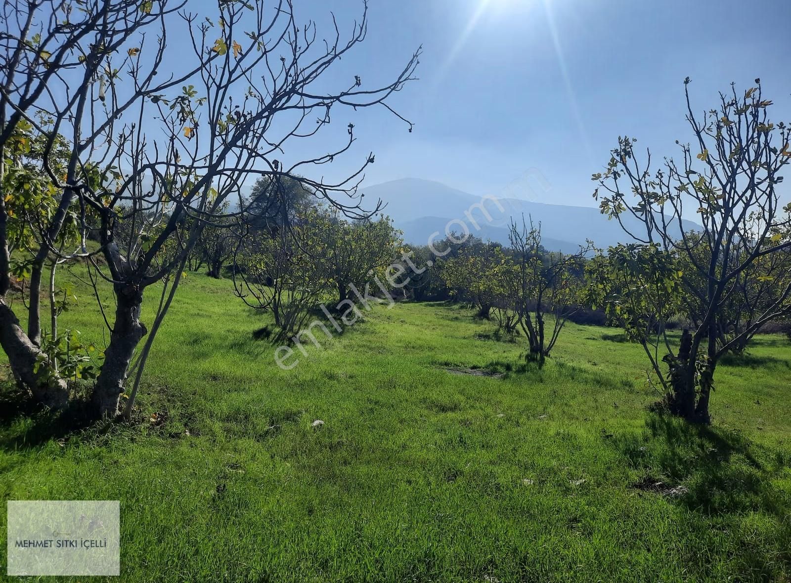 Güneş Gayrimenkul'den Akçaşehir'de İncir Ve Zeytin Bahçesi - Görsel 14