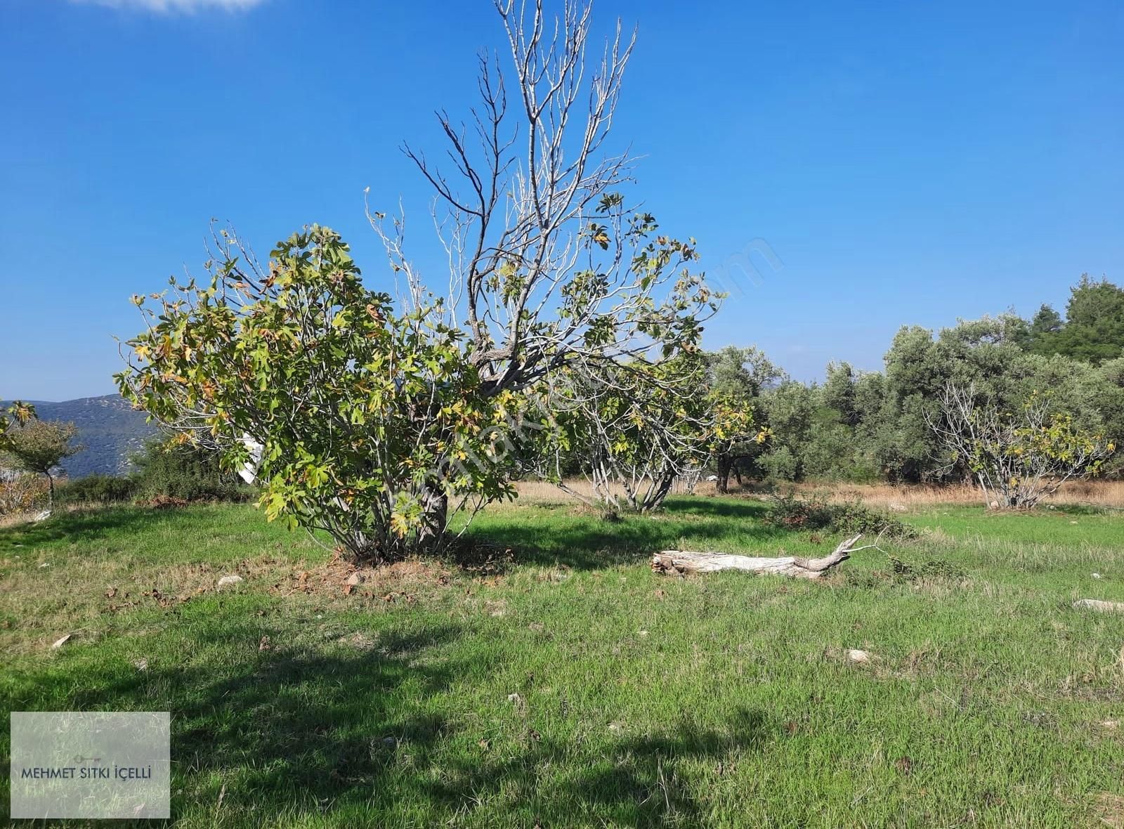 Güneş Gayrimenkul'den Akçaşehir'de İncir Ve Zeytin Bahçesi - Görsel 25