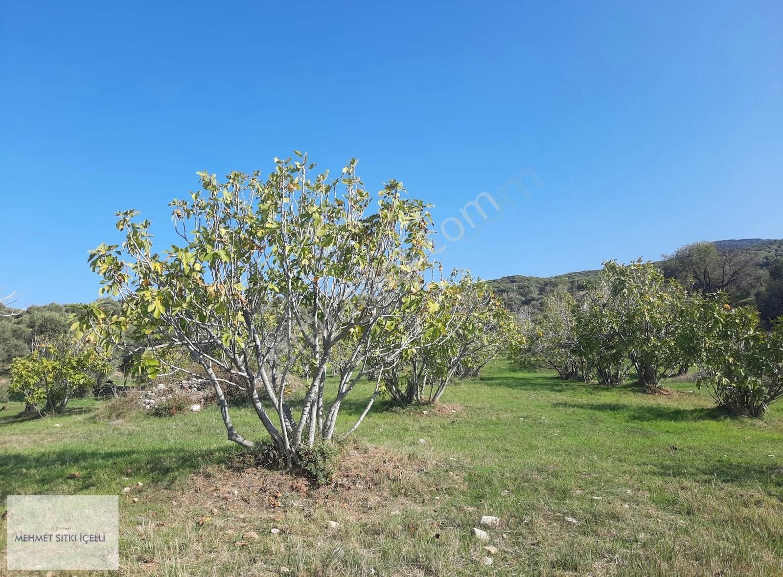 Güneş Gayrimenkul'den Akçaşehir'de İncir Ve Zeytin Bahçesi - Görsel 11