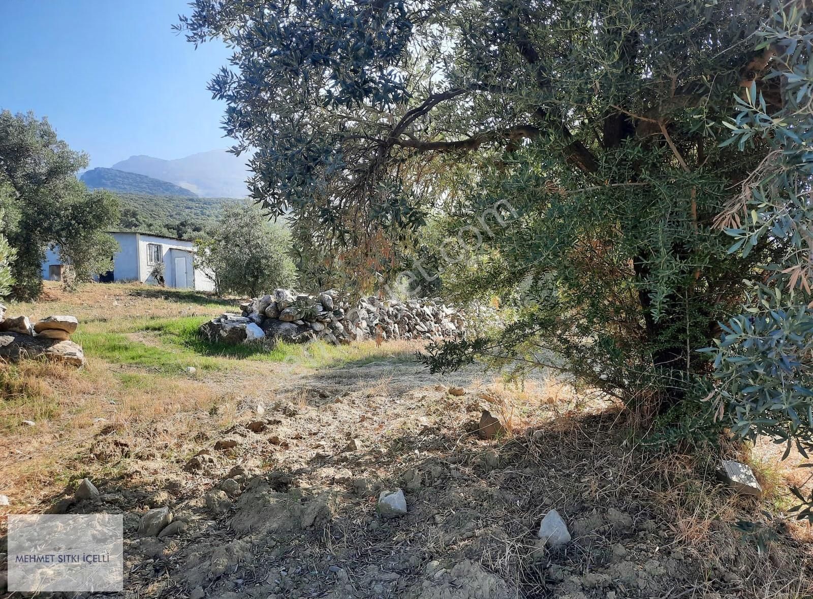 Güneş Gayrimenkul'den Akçaşehir'de İncir Ve Zeytin Bahçesi - Görsel 10