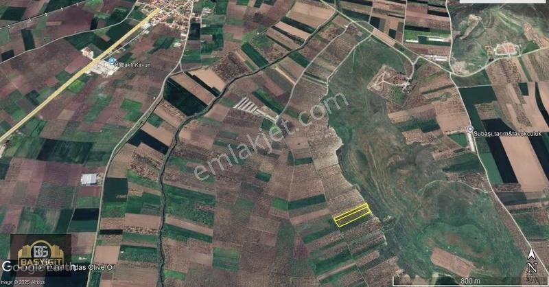 Kayalıoğlu Mh. Kapaklı'ya Yakın3350+7200 M² İki Parsel Zeytinlik - Görsel 2