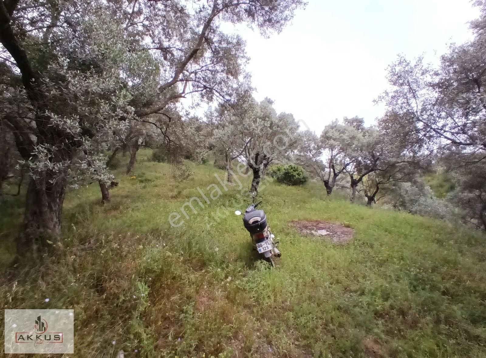 Köye 50 Metre Mesafede Zeytinlik - Görsel 4