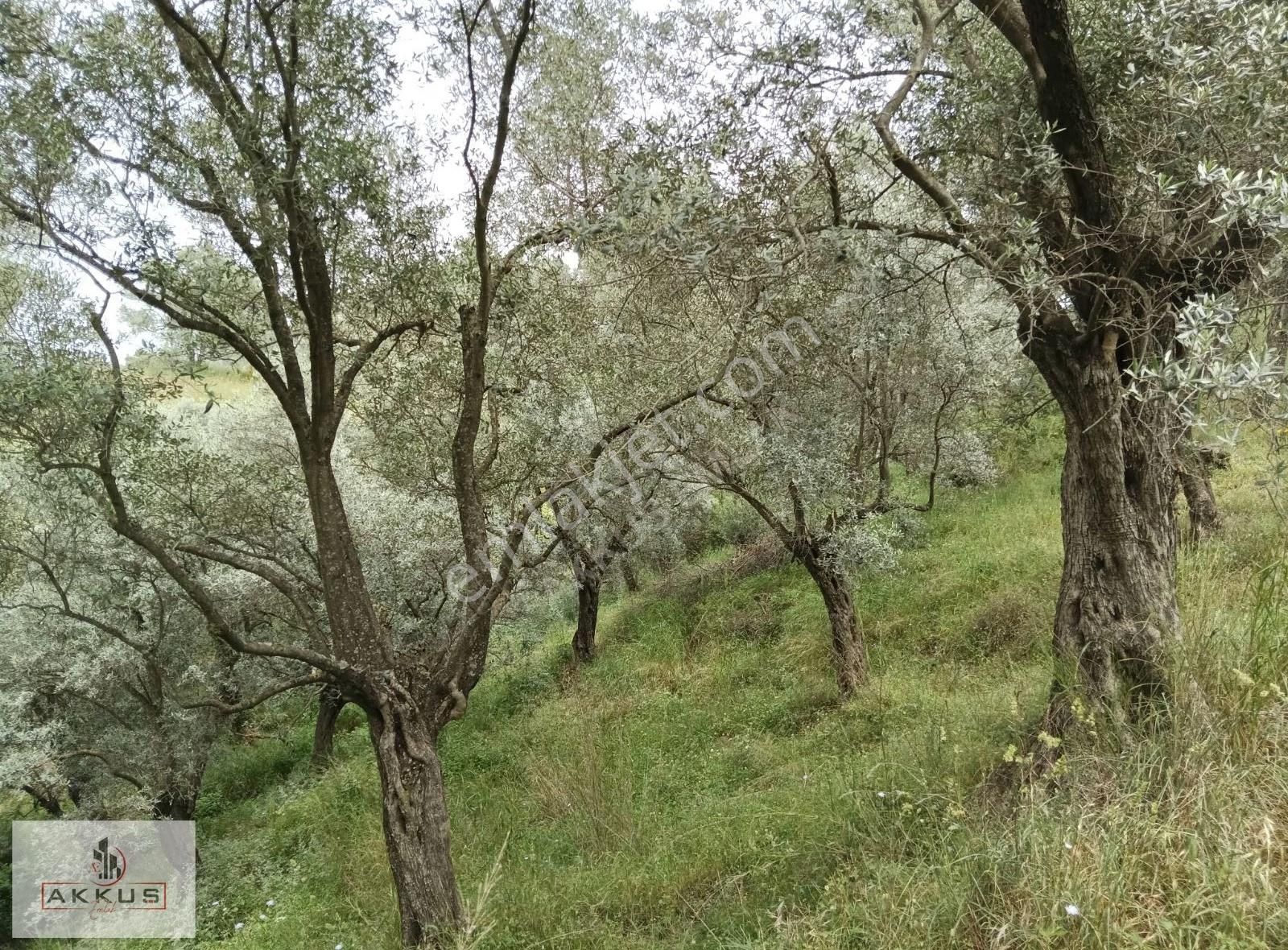 Köye 50 Metre Mesafede Zeytinlik - Görsel 8