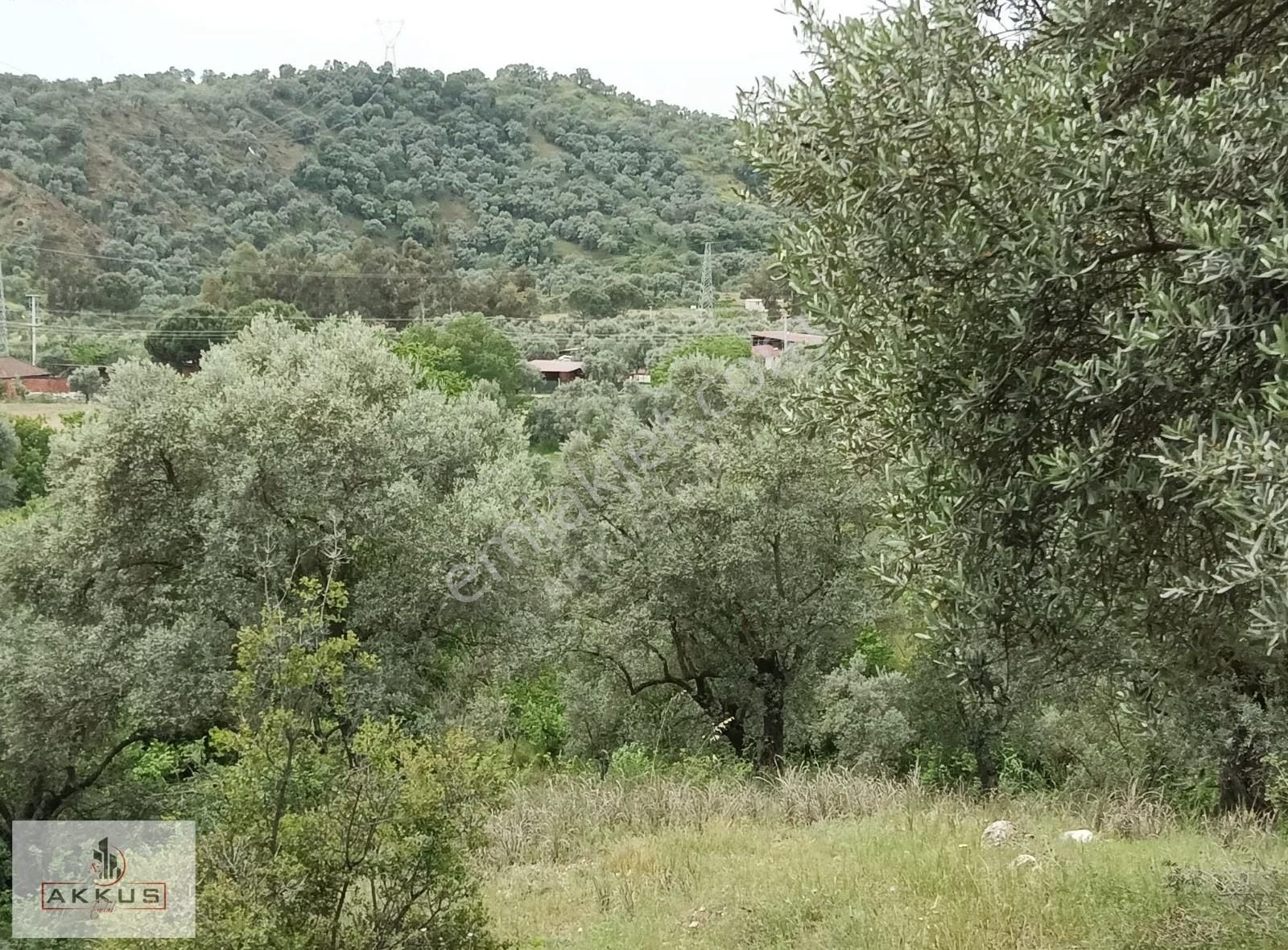 Köye 50 Metre Mesafede Zeytinlik - Görsel 9