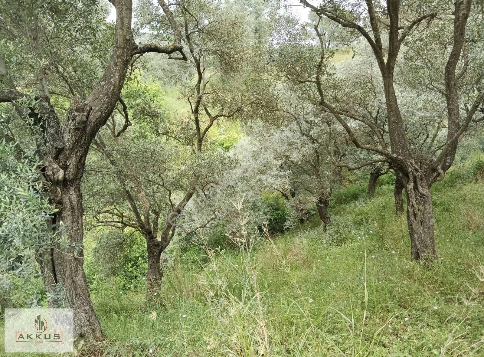 Köye 50 Metre Mesafede Zeytinlik - Görsel 2