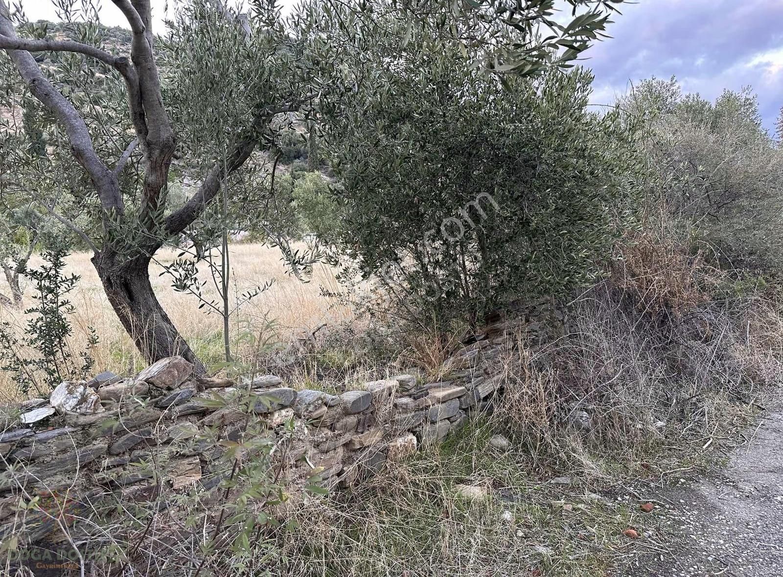 Doğa Dostu'ndan Bayındır Yakapınar Köy Merkezinde 2232 M2 Bahçe - Görsel 9