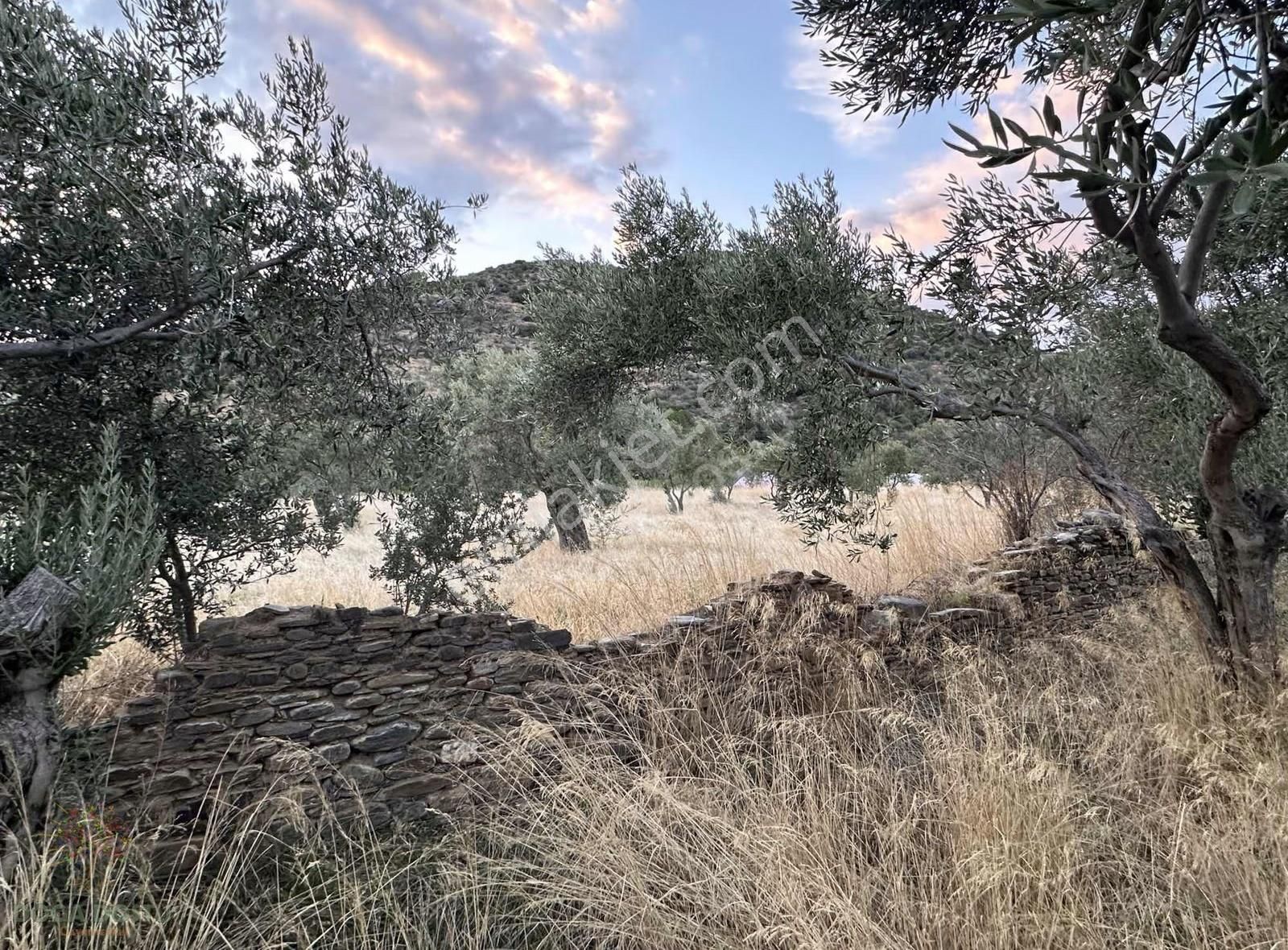 Doğa Dostu'ndan Bayındır Yakapınar Köy Merkezinde 2232 M2 Bahçe - Görsel 31