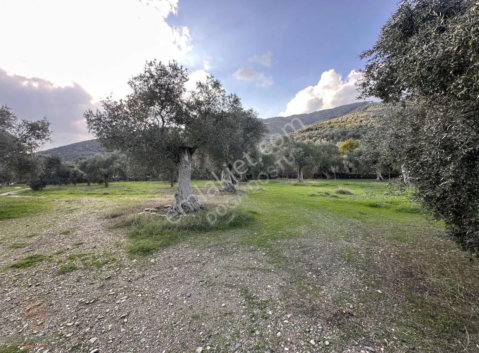 Doğa Dostu'ndan Bayındır,dere Balık Mevki 4183m2 Cennetten Köşe - Görsel 23