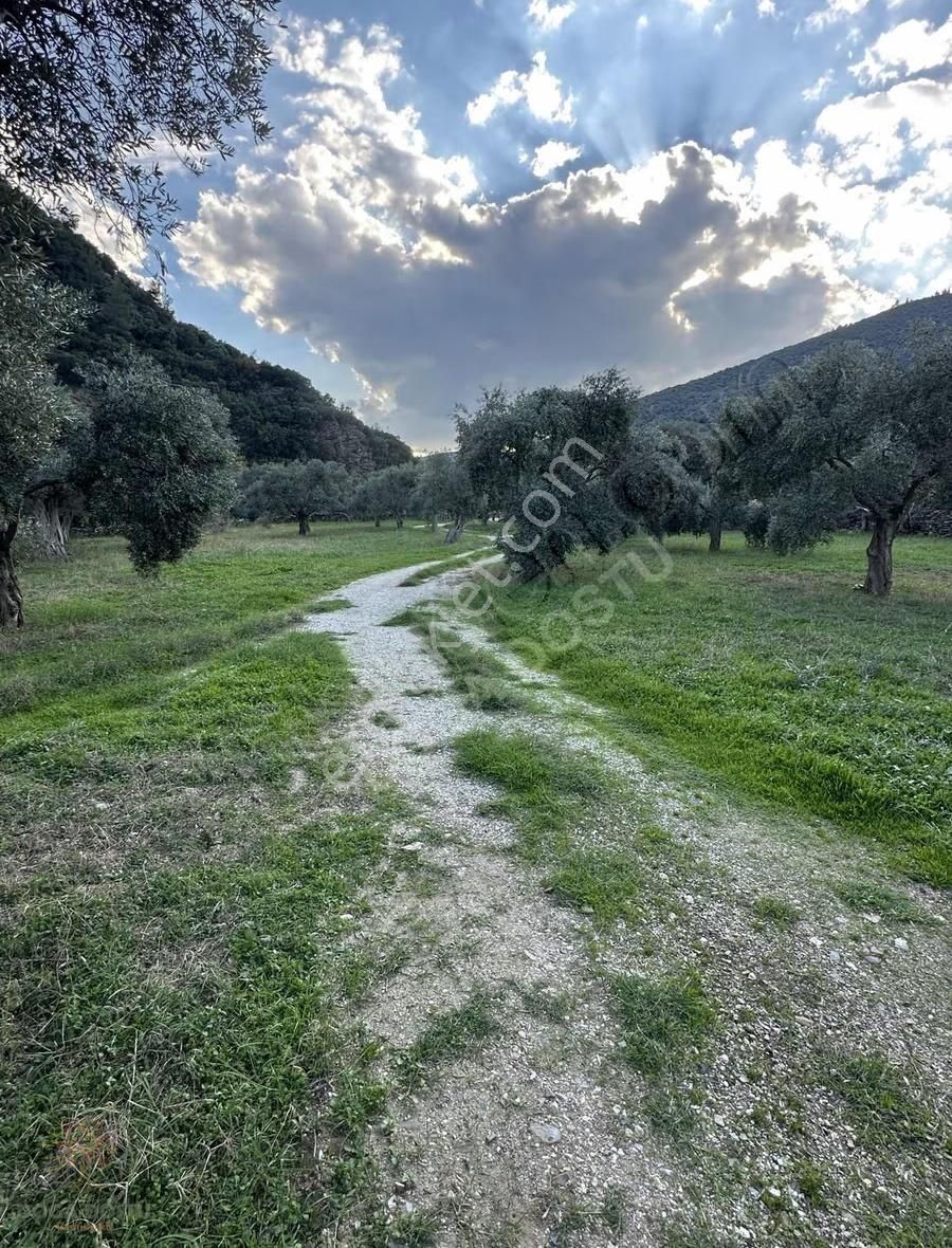 Doğa Dostu'ndan Bayındır,dere Balık Mevki 4183m2 Cennetten Köşe - Görsel 35