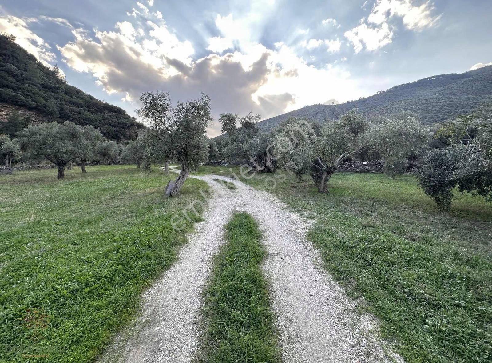 Doğa Dostu'ndan Bayındır,dere Balık Mevki 4183m2 Cennetten Köşe - Görsel 9