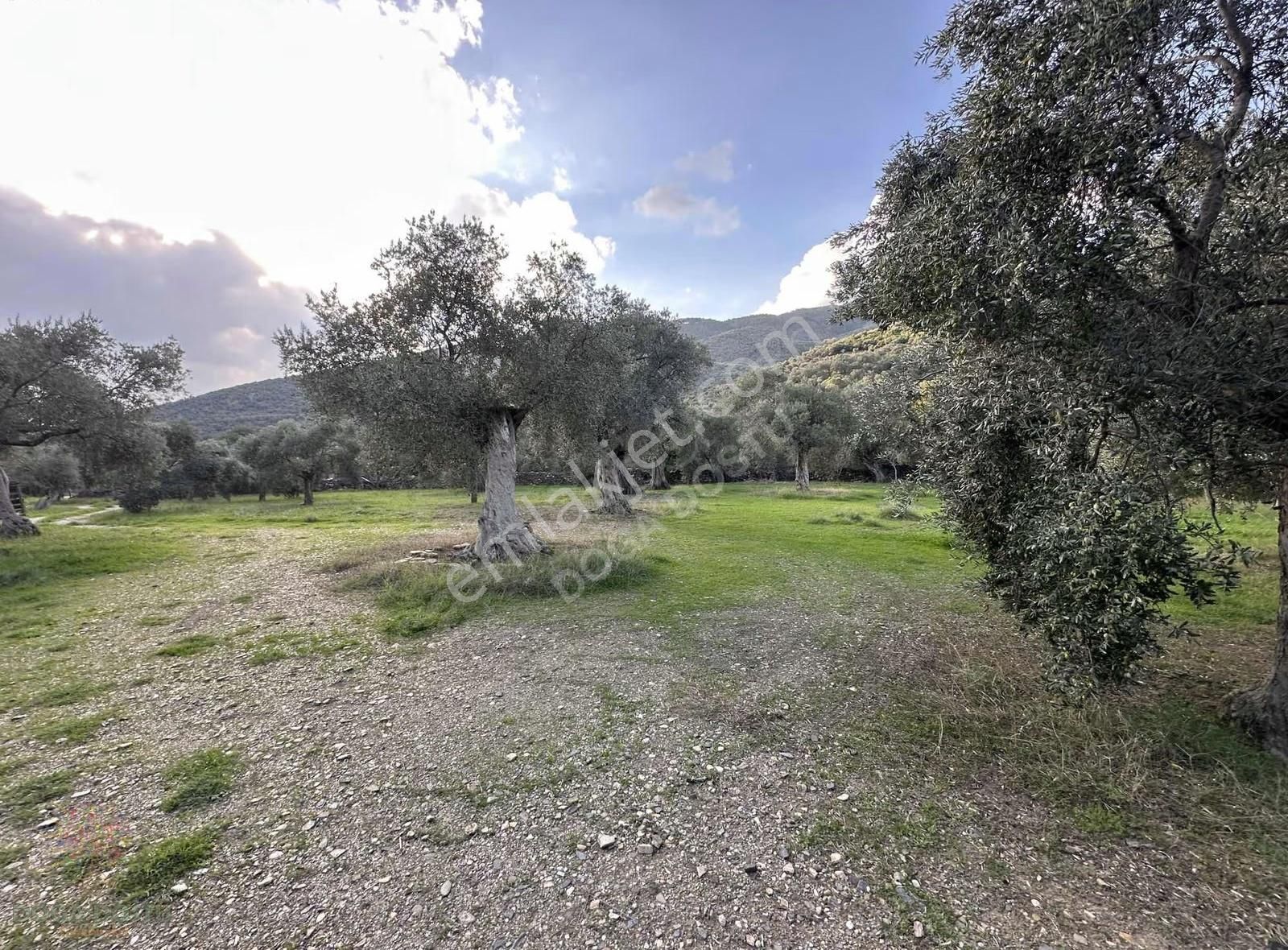 Doğa Dostu'ndan Bayındır,dere Balık Mevki 4183m2 Cennetten Köşe - Görsel 11