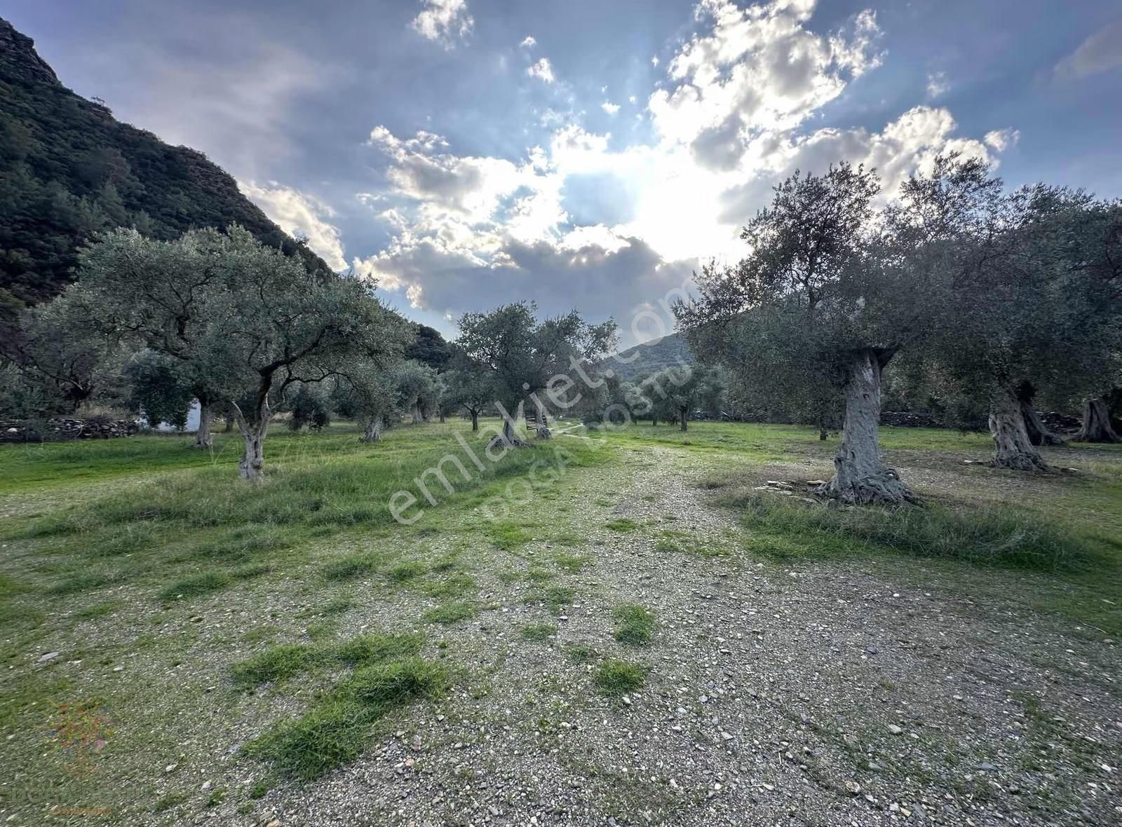 Doğa Dostu'ndan Bayındır,dere Balık Mevki 4183m2 Cennetten Köşe - Görsel 32