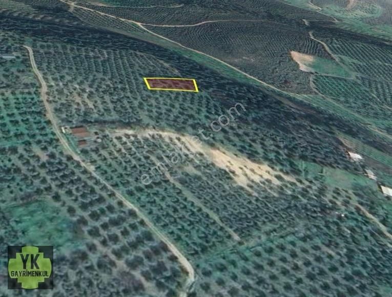 Bursa Osmangazi Aksungur 789 M² Zeytinlik - Görsel 3