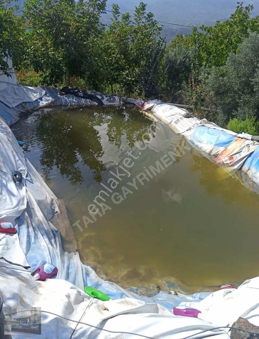 İçerisinde Pınar Bulunan Emsalsiz Ceviz Bahçesi - Görsel 4