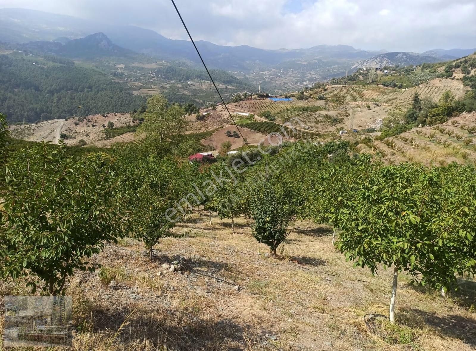İçerisinde Pınar Bulunan Emsalsiz Ceviz Bahçesi - Görsel 6