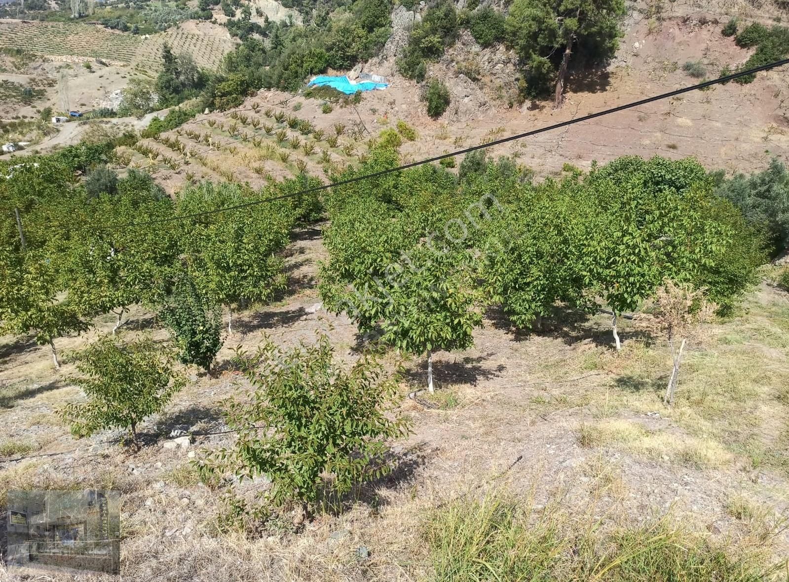 İçerisinde Pınar Bulunan Emsalsiz Ceviz Bahçesi - Görsel 5