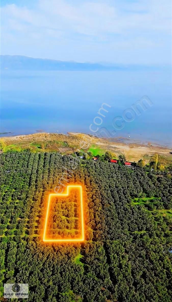 Kaleden Sölözde 2.200m² Göle 80mt Bakımlı Zeytinlik - Görsel 8