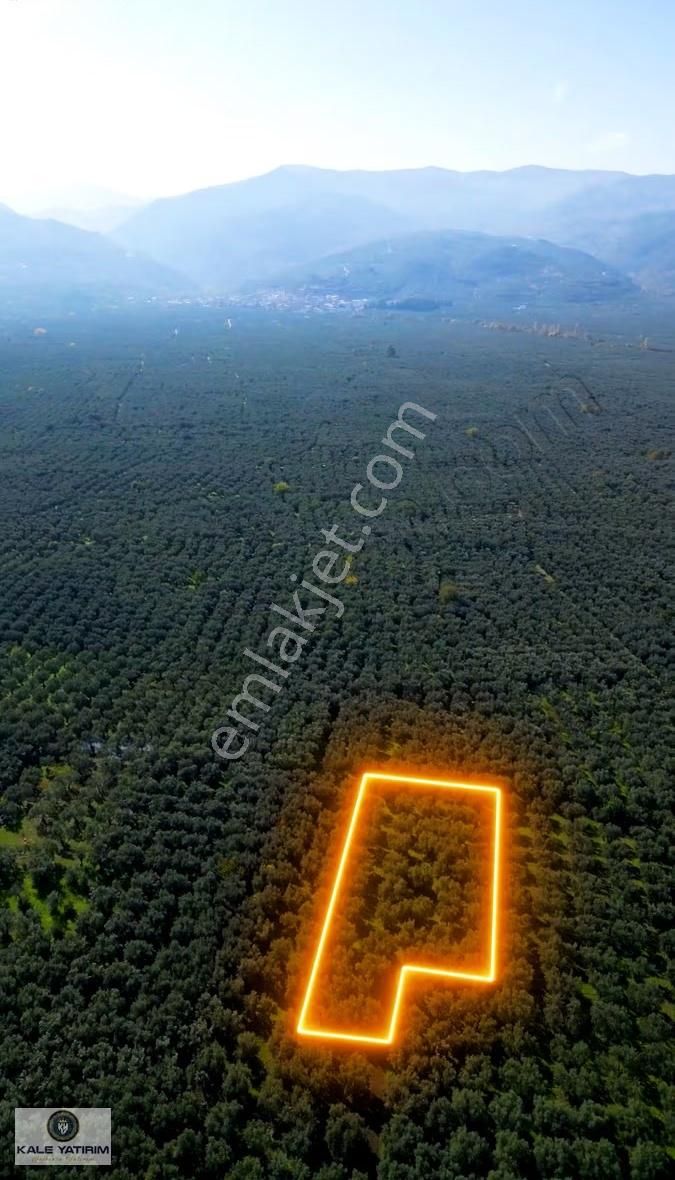Kaleden Sölözde 2.200m² Göle 80mt Bakımlı Zeytinlik - Görsel 13