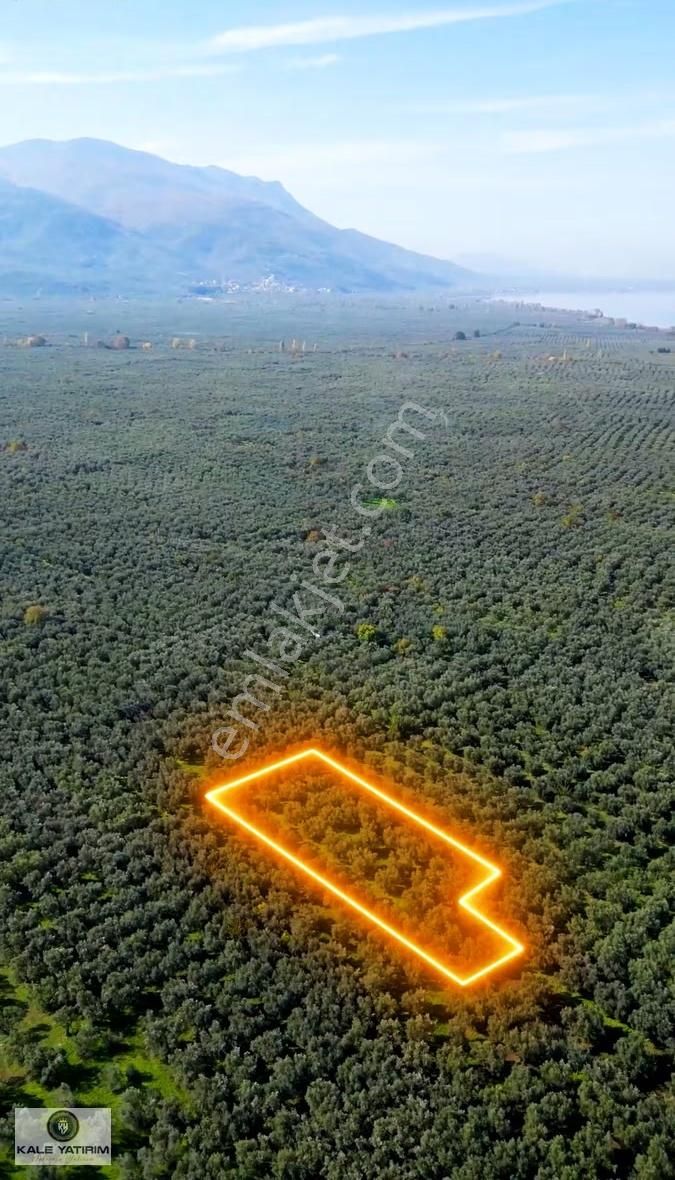 Kaleden Sölözde 2.200m² Göle 80mt Bakımlı Zeytinlik - Görsel 2