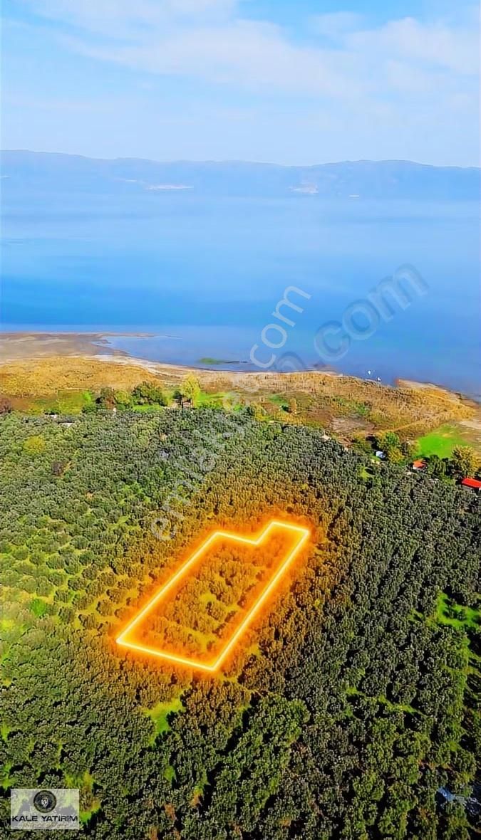 Kaleden Sölözde 2.200m² Göle 80mt Bakımlı Zeytinlik - Görsel 10