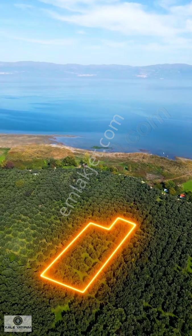 Kaleden Sölözde 2.200m² Göle 80mt Bakımlı Zeytinlik - Görsel 5