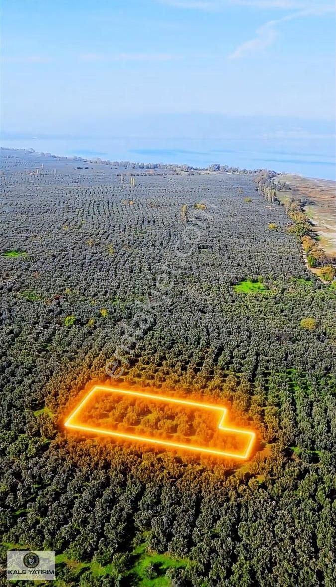 Kaleden Sölözde 2.200m² Göle 80mt Bakımlı Zeytinlik - Görsel 9