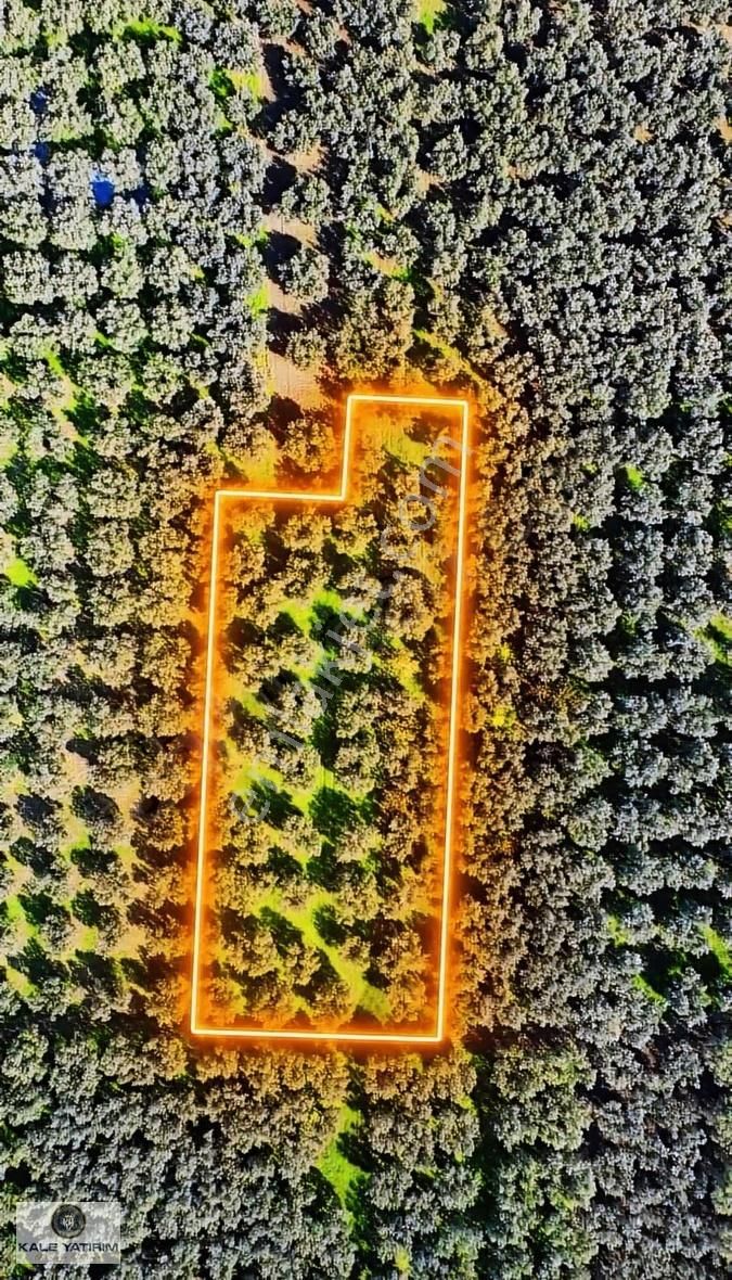 Kaleden Sölözde 2.200m² Göle 80mt Bakımlı Zeytinlik - Görsel 6