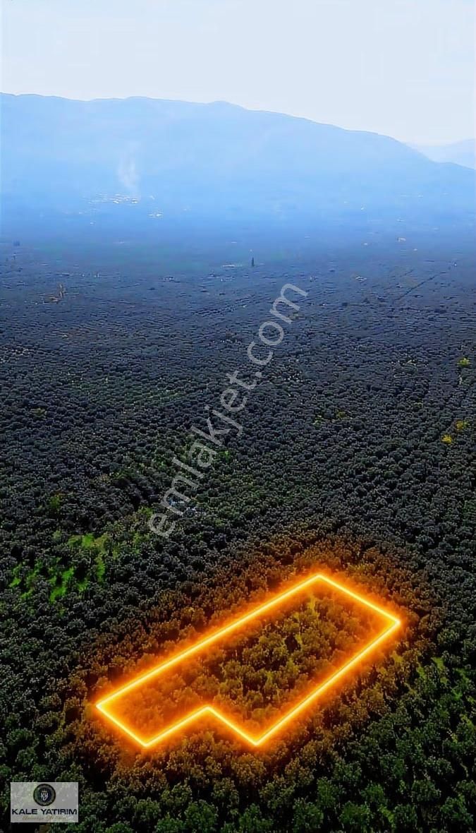 Kaleden Sölözde 2.200m² Göle 80mt Bakımlı Zeytinlik - Görsel 14