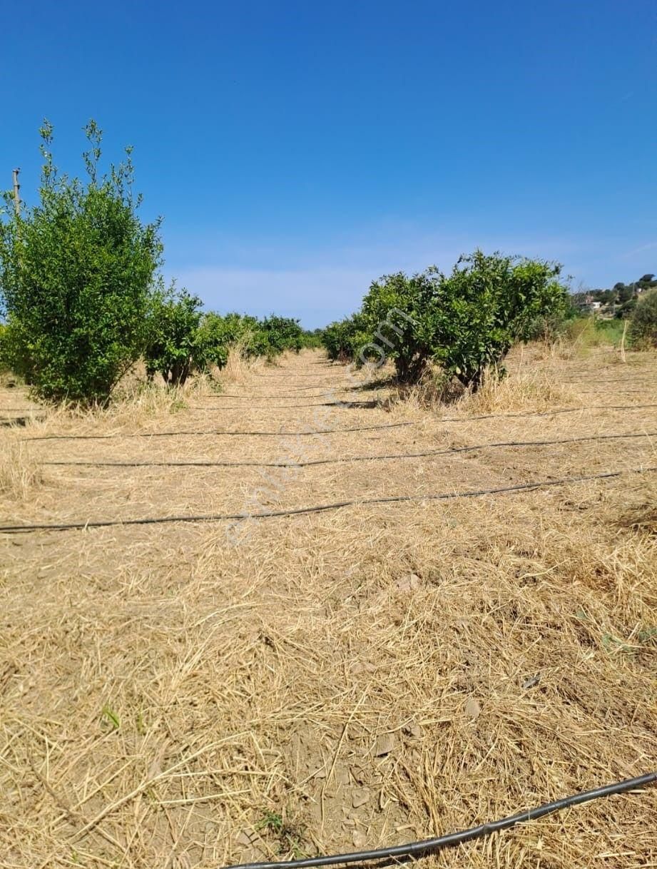 Karaburun Parlak Mahallesi'nde 5799 M² Mandalina Bahçesi - Görsel 6