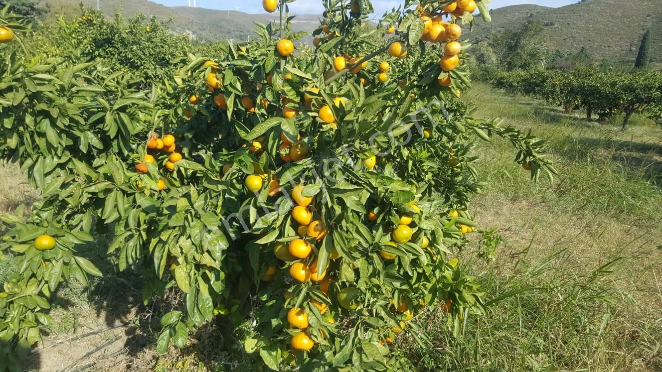 Karaburun Parlak Mahallesi'nde 5799 M² Mandalina Bahçesi - Görsel 5