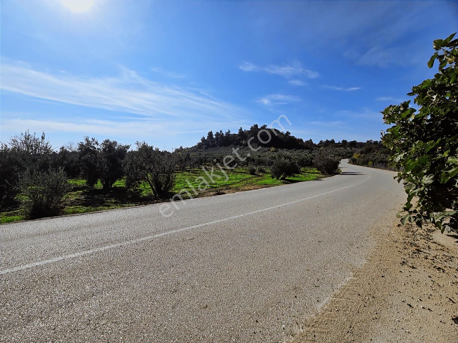 Mudanya Çepni'de Asfalta Cephe Tek Tapu 3533m2 Fırsat Arazi - Görsel 11