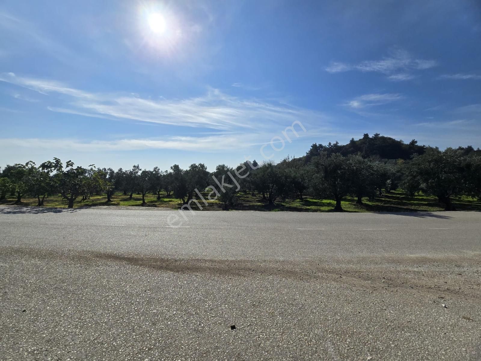 Mudanya Çepni'de Asfalta Cephe Tek Tapu 3533m2 Fırsat Arazi - Görsel 5