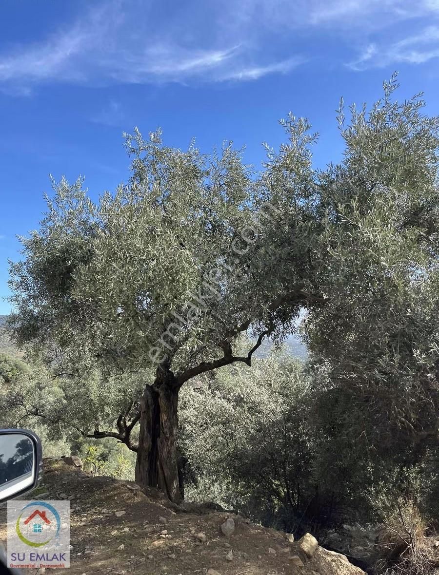Su Emlak'tan Kupon Zeytinlik - Görsel 29