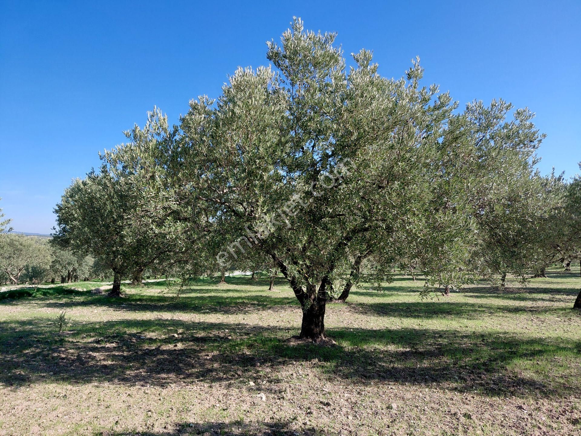Sakarkaya Da Yola Cepheli 14.800 M2 Zeytinlik 5.250.000 Tl - Görsel 8