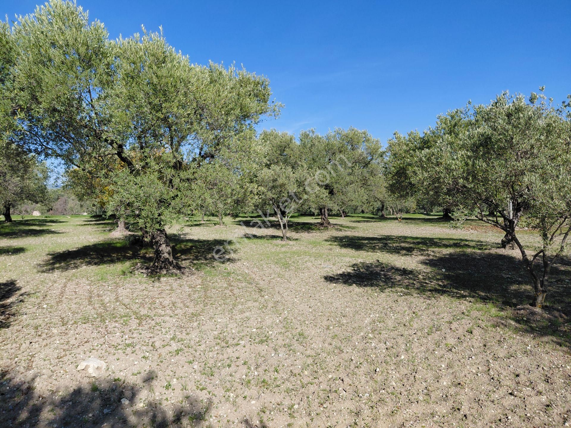 Sakarkaya Da Yola Cepheli 14.800 M2 Zeytinlik 5.250.000 Tl - Görsel 15