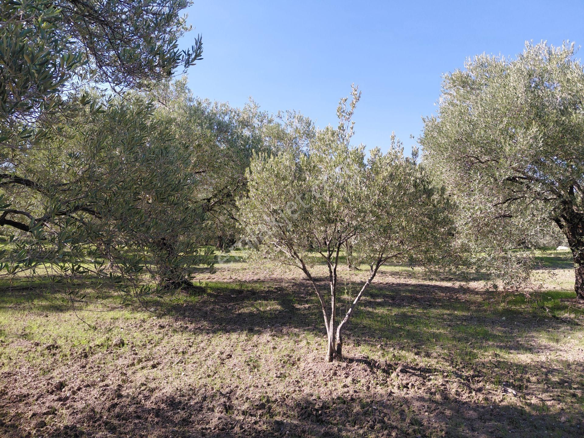 Sakarkaya Da Yola Cepheli 14.800 M2 Zeytinlik 5.250.000 Tl - Görsel 5