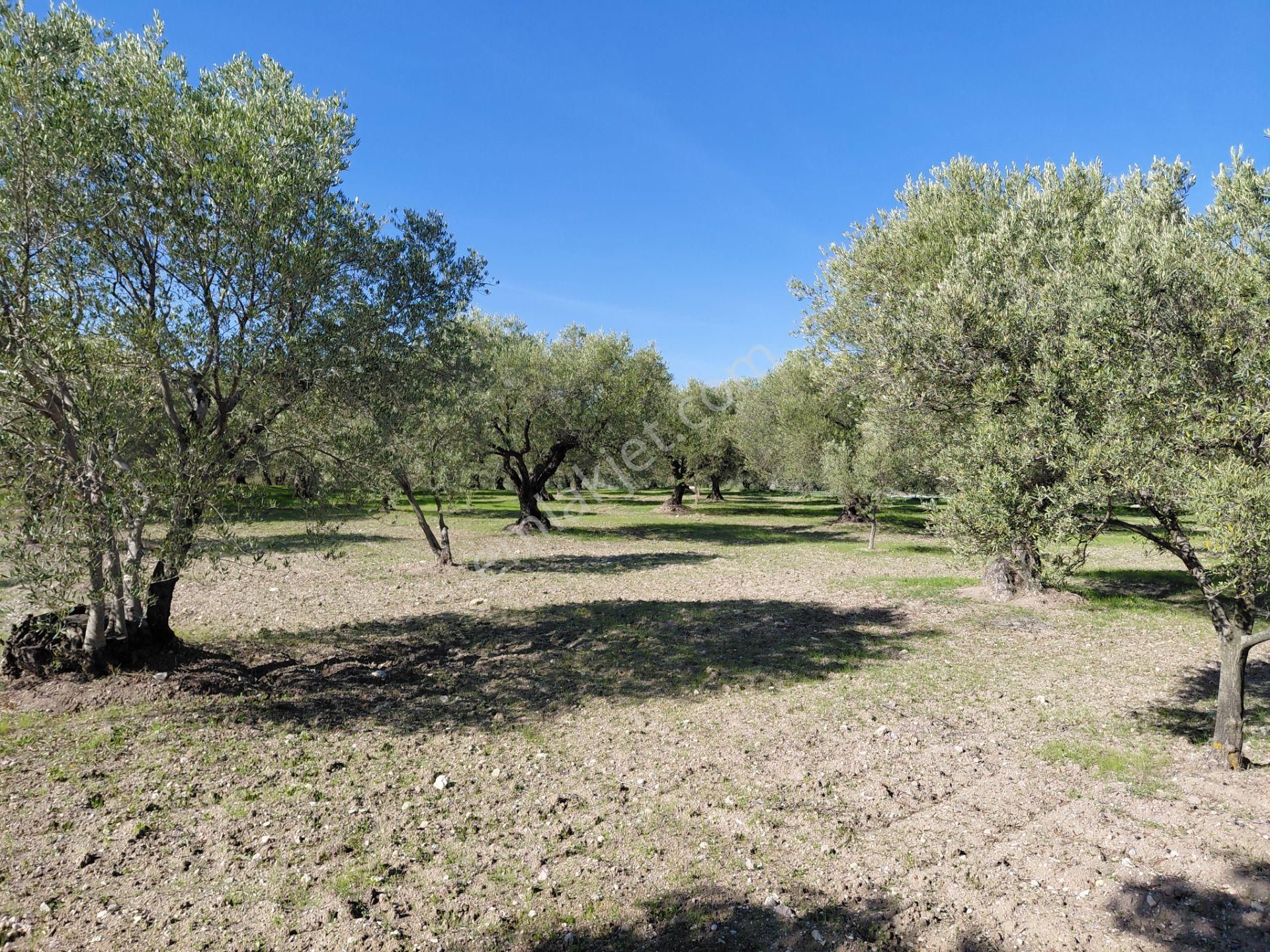 Sakarkaya Da Yola Cepheli 14.800 M2 Zeytinlik 5.250.000 Tl - Görsel 16
