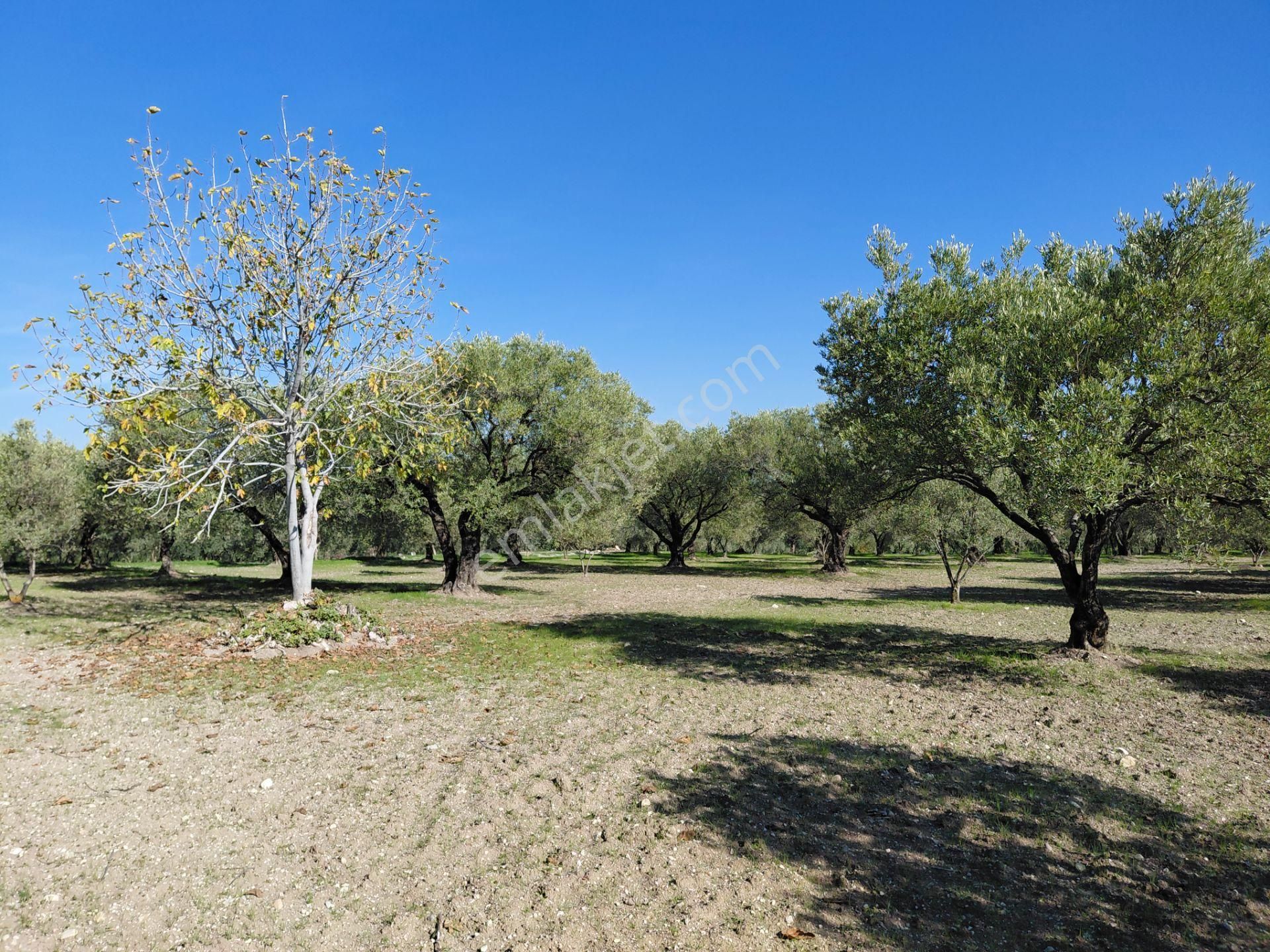 Sakarkaya Da Yola Cepheli 14.800 M2 Zeytinlik 5.250.000 Tl - Görsel 18