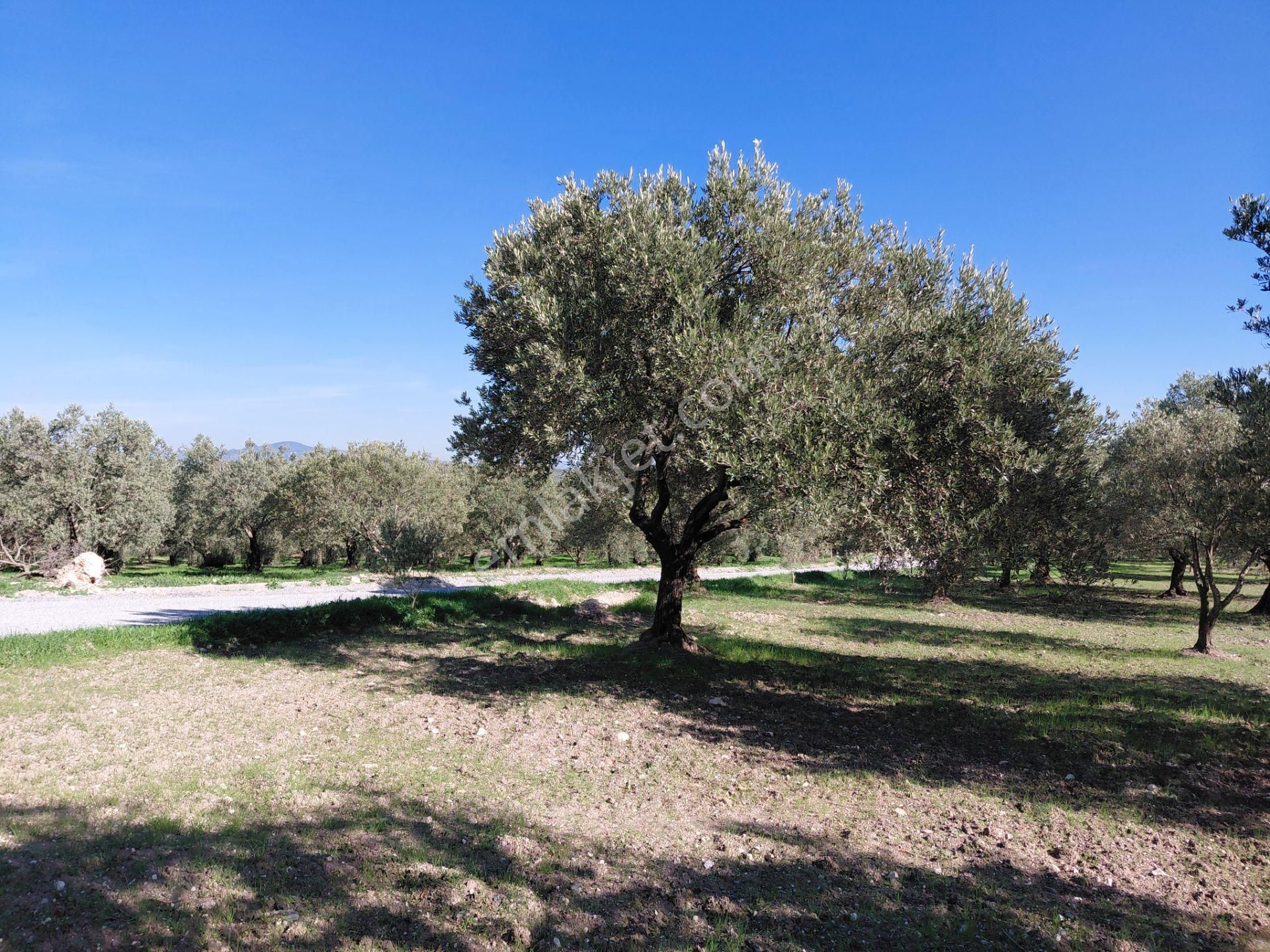 Sakarkaya Da Yola Cepheli 14.800 M2 Zeytinlik 5.250.000 Tl - Görsel 11
