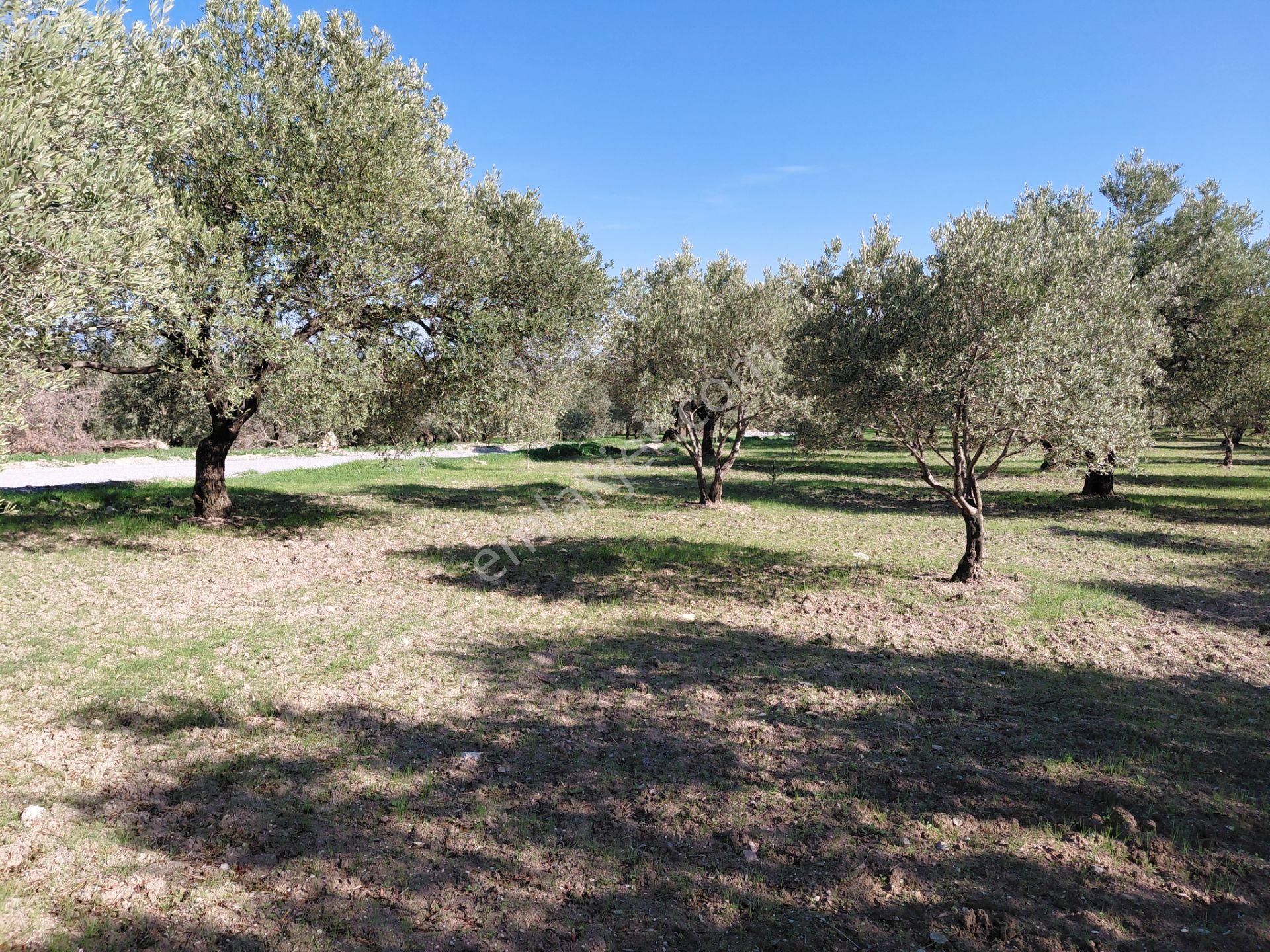 Sakarkaya Da Yola Cepheli 14.800 M2 Zeytinlik 5.250.000 Tl - Görsel 6