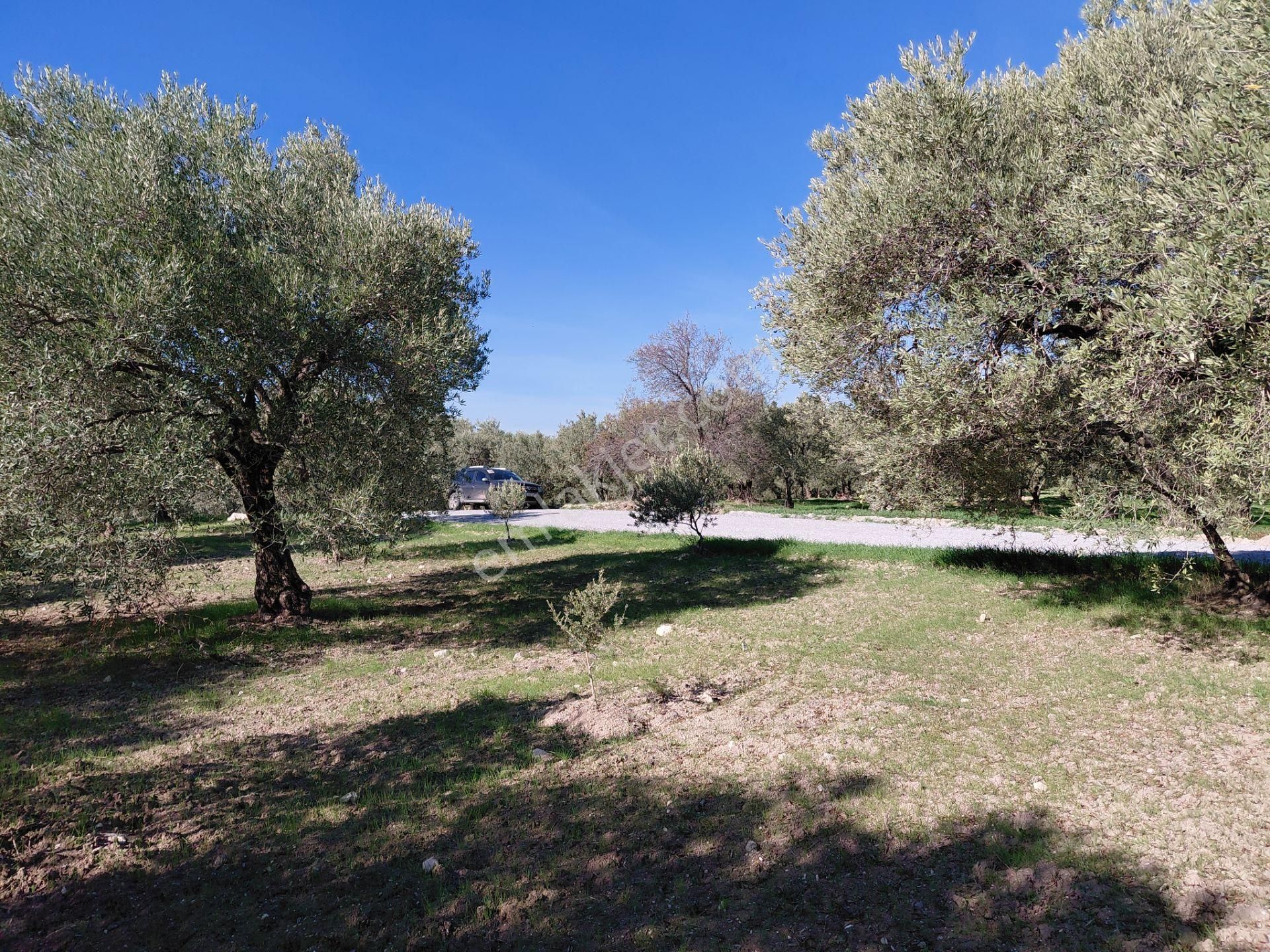 Sakarkaya Da Yola Cepheli 14.800 M2 Zeytinlik 5.250.000 Tl - Görsel 4