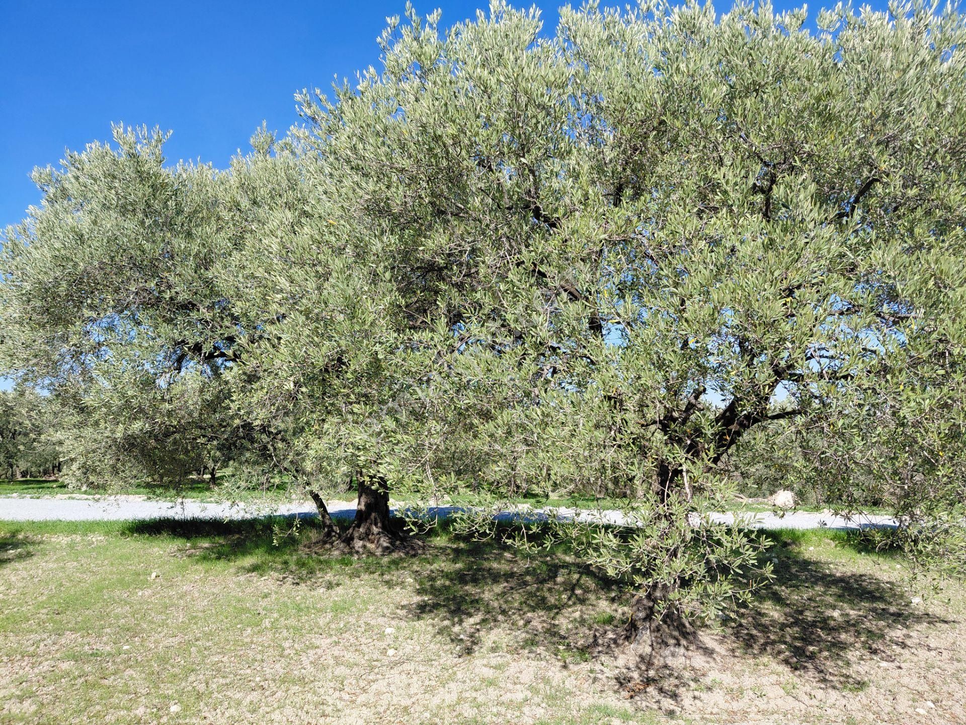 Sakarkaya Da Yola Cepheli 14.800 M2 Zeytinlik 5.250.000 Tl - Görsel 3