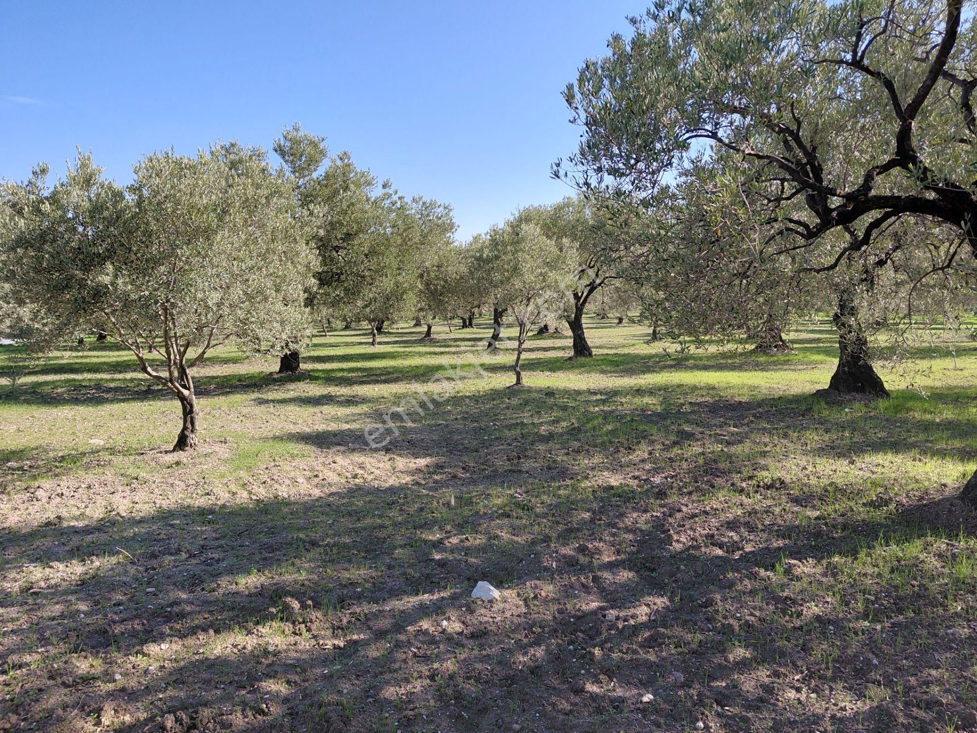 Sakarkaya Da Yola Cepheli 14.800 M2 Zeytinlik 5.250.000 Tl - Görsel 7