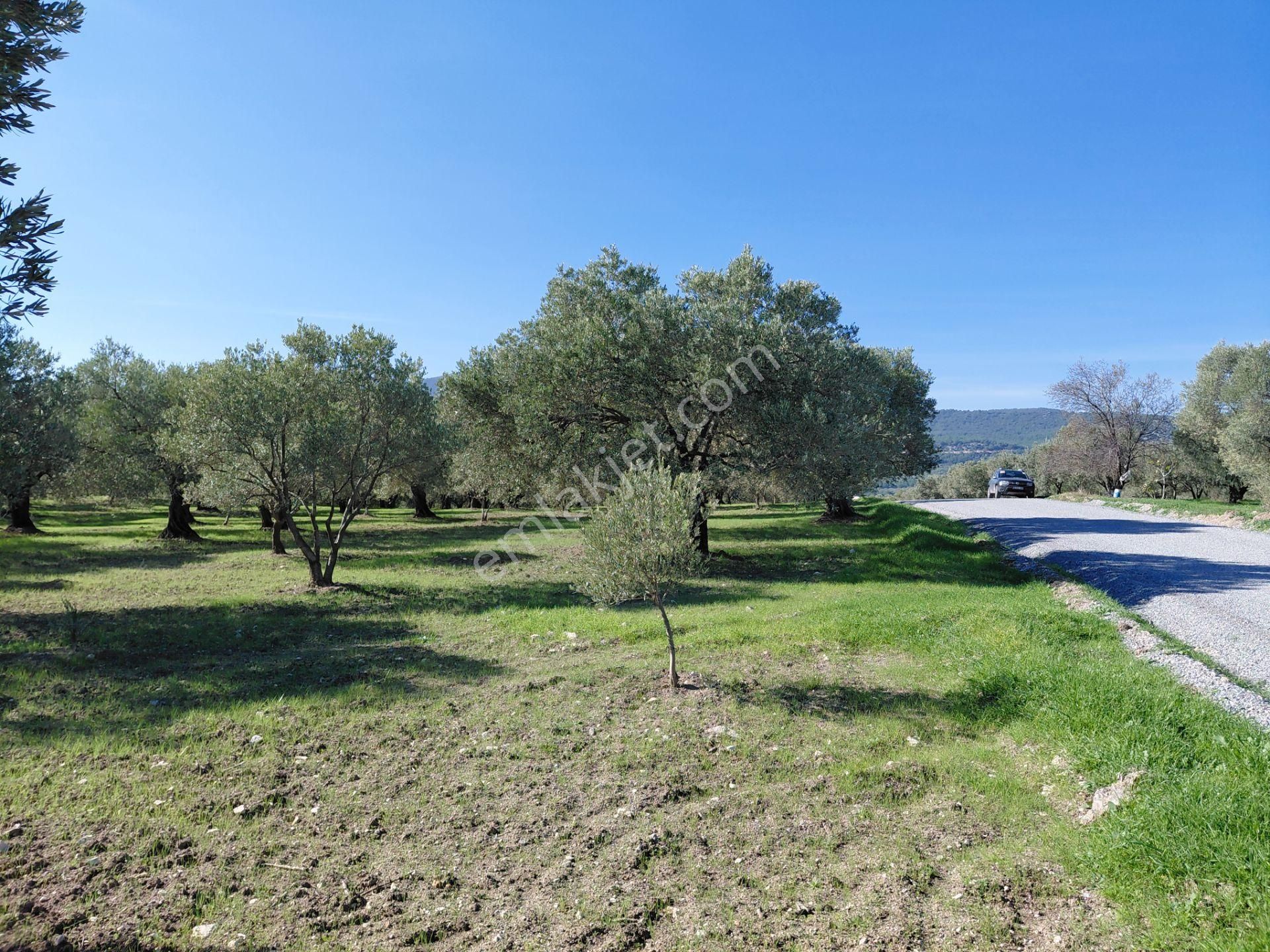 Sakarkaya Da Yola Cepheli 14.800 M2 Zeytinlik 5.250.000 Tl - Görsel 24