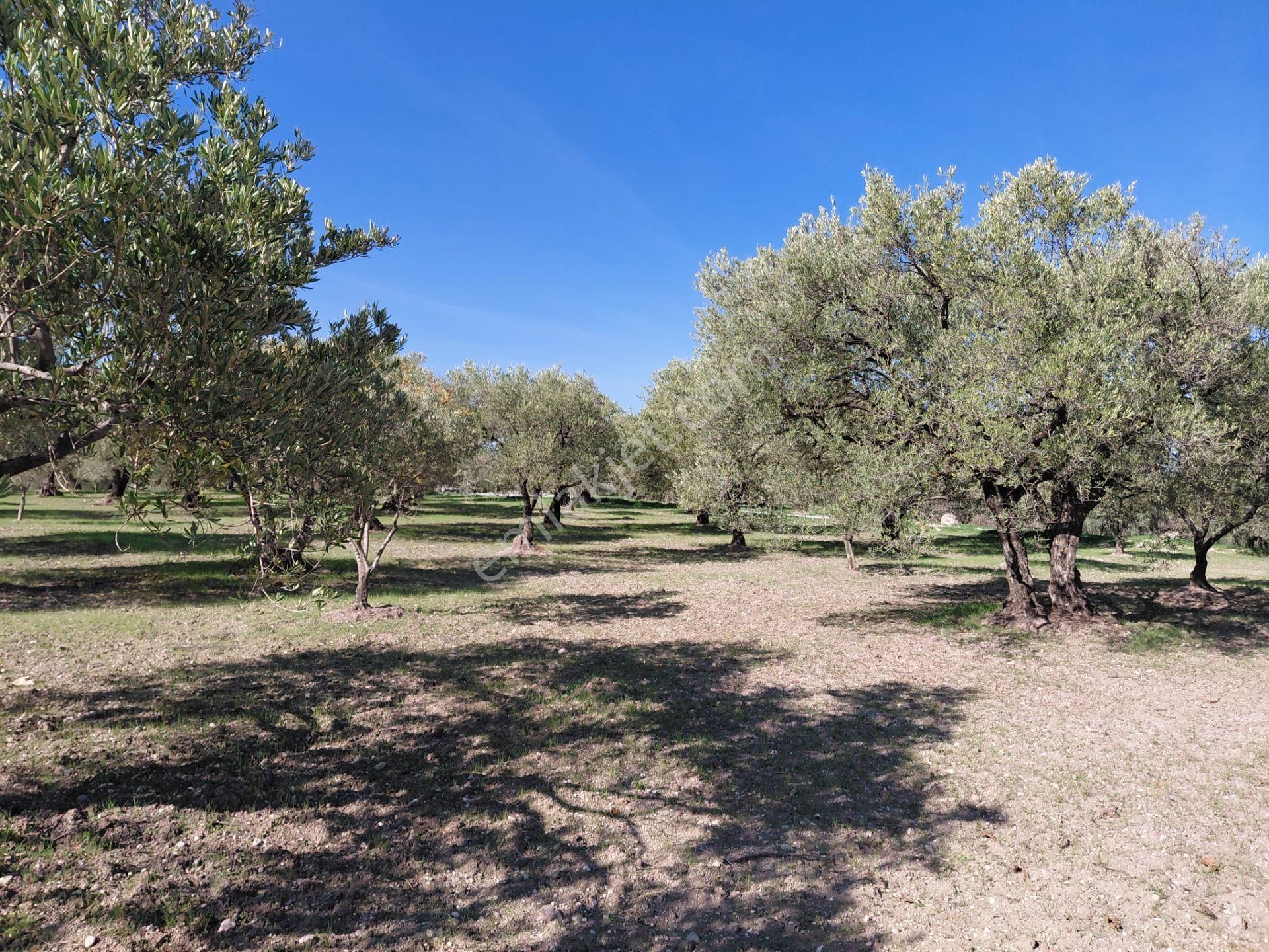 Sakarkaya Da Yola Cepheli 14.800 M2 Zeytinlik 5.250.000 Tl - Görsel 19