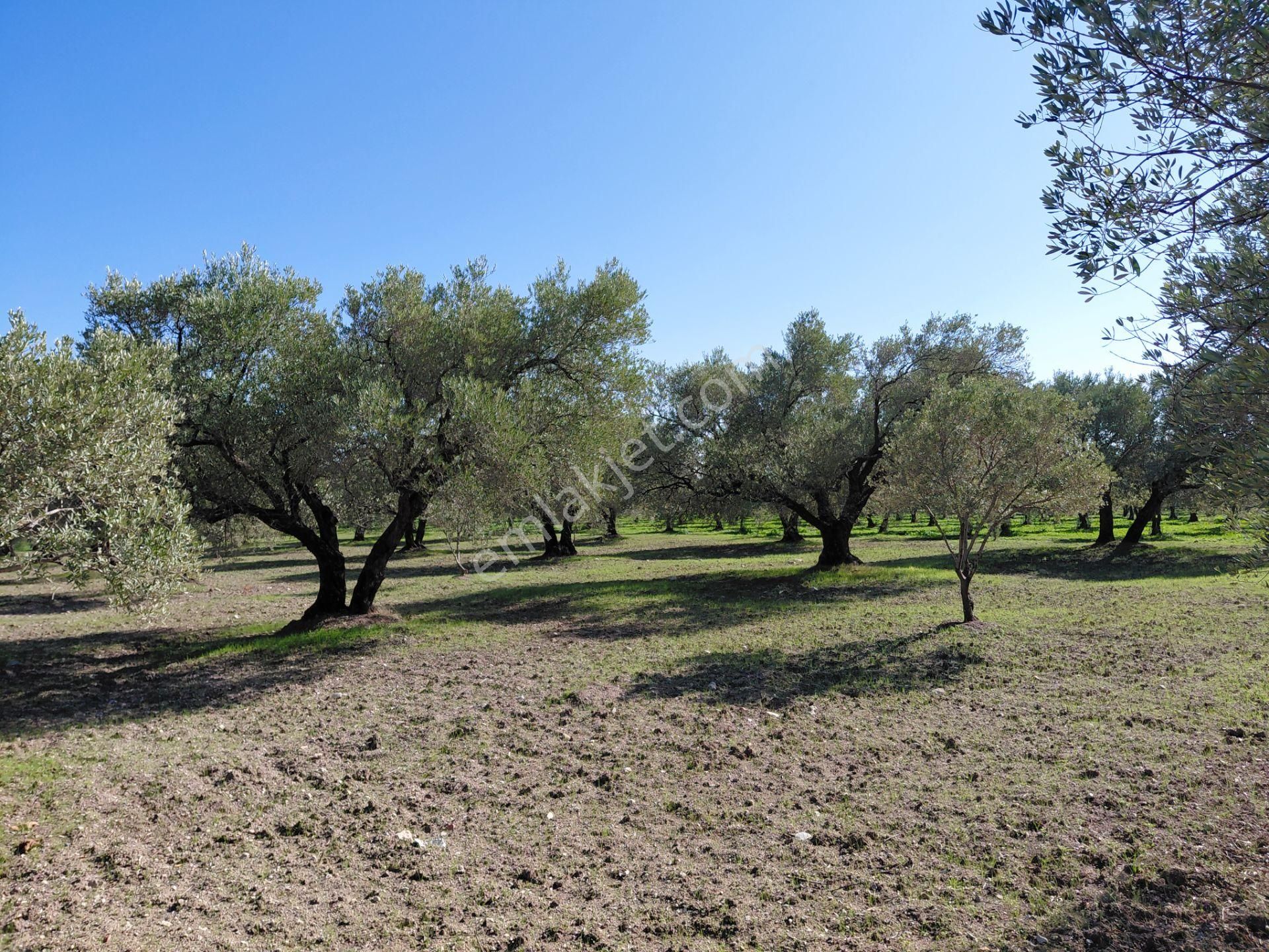 Sakarkaya Da Yola Cepheli 14.800 M2 Zeytinlik 5.250.000 Tl - Görsel 17