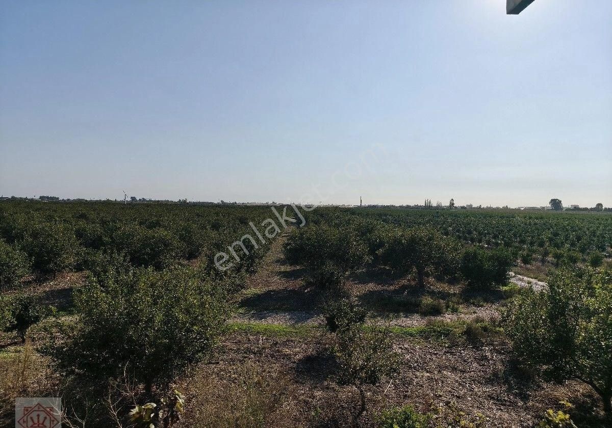 Tarsus 360 Dönüm Yetişkin Narenciye Bahçesi - Görsel 2