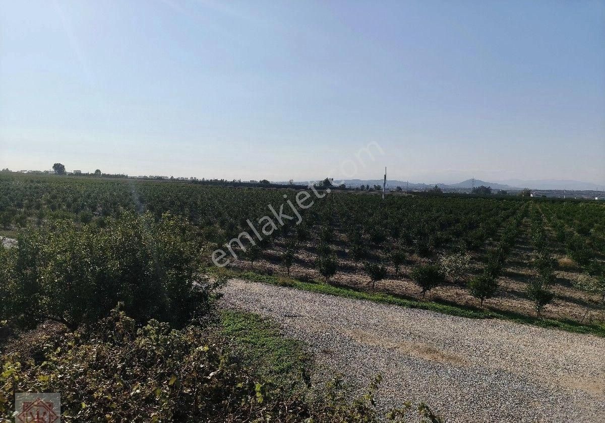 Tarsus 360 Dönüm Yetişkin Narenciye Bahçesi - Görsel 3